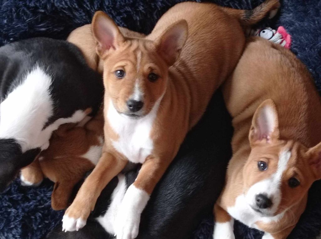 souviens toi séko - Basenji - Portée née le 26/12/2023
